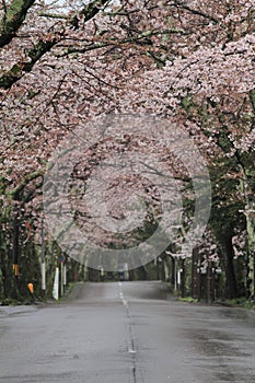 Tunnel of cherry blossoms in Izu highland, Shizuoka rainy