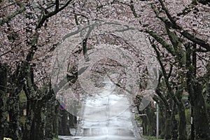 Tunnel of cherry blossoms in Izu highland, Shizuoka rainy