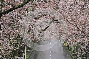 Tunnel of cherry blossoms in Izu highland, Shizuoka rainy