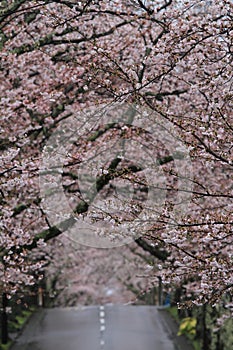 Tunnel of cherry blossoms in Izu highland, Shizuoka rainy