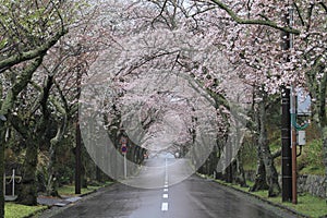 Tunnel of cherry blossoms in Izu highland, Shizuoka rainy