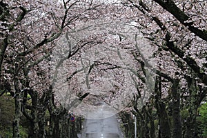 Tunnel of cherry blossoms in Izu highland, Shizuoka rainy