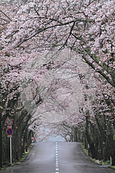 Tunnel of cherry blossoms in Izu highland, Shizuoka rainy photo