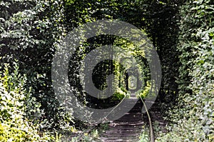 A tunnel of foliage