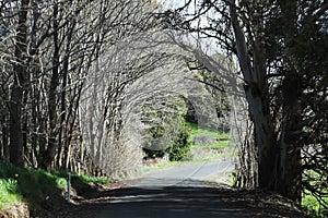 Tunnel formed by row of trees on either side