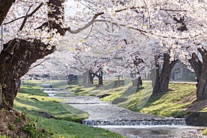 A tunnel of full bloom cherry blossom trees along the banks of river in Japan