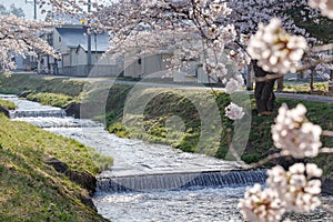 A tunnel of  full blooming cherry blossom trees along the banks of Kannonji River, Japan photo