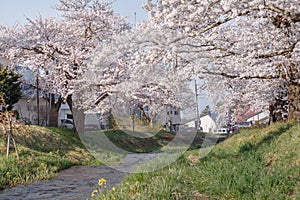 A tunnel of full blooming cherry blossom trees at Kannonji river, Japan.