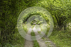 Tunnel through green bushes