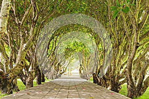 Tunnel green forest with path way.