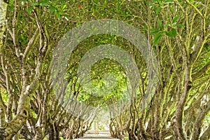 Tunnel green forest with path way.