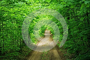 Tunnel of green, leafy maple and beech trees lining a dirt road. photo