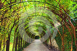 Tunnel of green plants