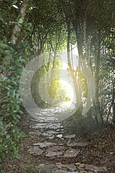 Tunnel of green trees