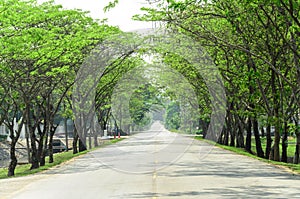 Tunnel green trees on either side of the road photo