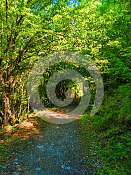 tunnel through green trees in spirng in ioannina perfecture iliochori village path to waterfalls greee