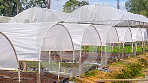 Tunnel greenhouse to propagate timber tree seedlings