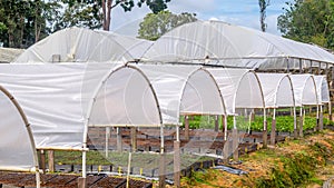 Tunnel greenhouse to propagate timber tree seedlings