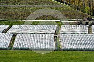 tunnel greenhouses photo