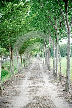 Tunnel-like Avenue of Linden Trees, Tree Lined Footpath through Park. Walkway Lane Path With Green Trees in Forest. Forest road la