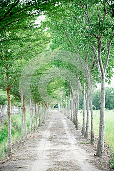 Tunnel-like Avenue of Linden Trees, Tree Lined Footpath through Park. Walkway Lane Path With Green Trees in Forest. Forest road la