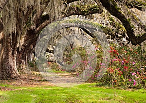 Tunnel Live Oak, Moss Azaleas Charleston SC
