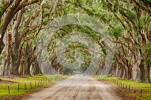 Tunnel of Live Oak Trees