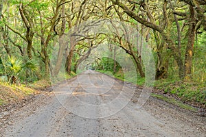 Tunnel of Live Oaks and Spanish Moss in the Deep South