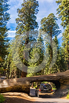 Tunnel Log, Giant Forest, California USA