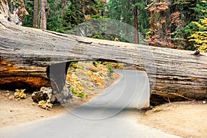 Tunnel Log in Sequoia National Park