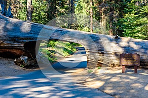 Tunnel Log in Sequoia National Park. Tunnel 8 ft high, 17 ft wide.  California, United States