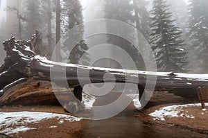 Tunnel Log in Sequoia National Park.Giant Sequoia Trees Sequoiadendron giganteum, California, USA