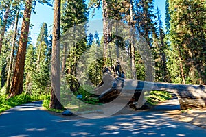 Tunnel Log in Sequoia National Park. Tunnel 8 ft high, 17 ft wide.  California, United States