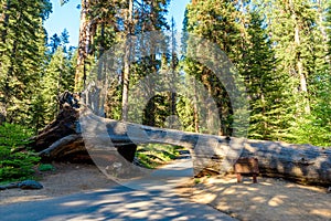 Tunnel Log in Sequoia National Park. Tunnel 8 ft high, 17 ft wide.  California, United States
