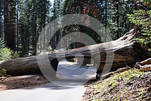 Tunnel Log is a well known touristic attraction in the Sequoia National Park in the U.S. state of California. Tourism in the USA