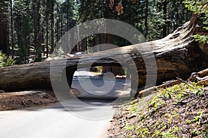 Tunnel Log is a well known touristic attraction in the Sequoia National Park in the U.S. state of California. Tourism in