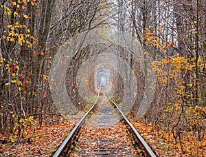 Tunnel of Love at late autumn. Klevan, Ukraine