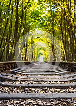 Tunnel of love - railroad tunnel surrounded by