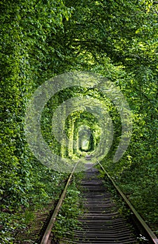 Tunnel of Love  railway  in forest near Klevan, Ukraine