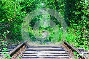 Tunnel of love with train railway in forest.