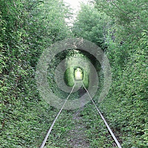 The Tunnel of Love. Wonders of nature. A natural arch formed by intertwined trees above a railway. Arch of Green tunnel