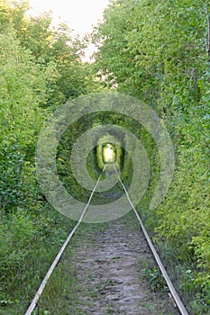 The Tunnel of Love. Wonders of nature. A natural arch formed by intertwined trees above a railway. Arch of Green tunnel