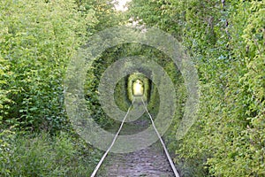 The Tunnel of Love. Wonders of nature. A natural arch formed by intertwined trees above a railway. Arch of Green tunnel