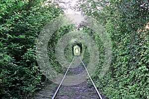 The Tunnel of Love. Wonders of nature. A natural arch formed by intertwined trees above a railway. Arch of Green tunnel