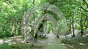 Tunnel made out of overgrown green trees set in woodlands scene