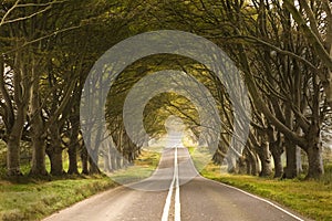 Tunnel made from trees growing above the road