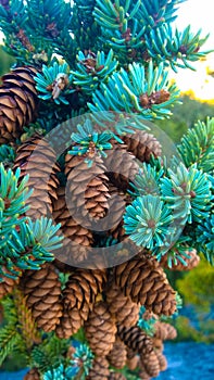 Tunnel mointain pine cones