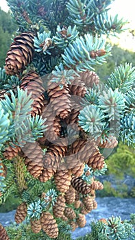 Tunnel mointain pine cones