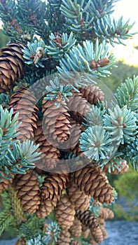 Tunnel mointain pine cones