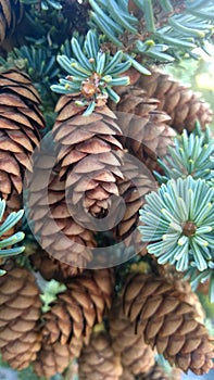 Tunnel mointain pine cones